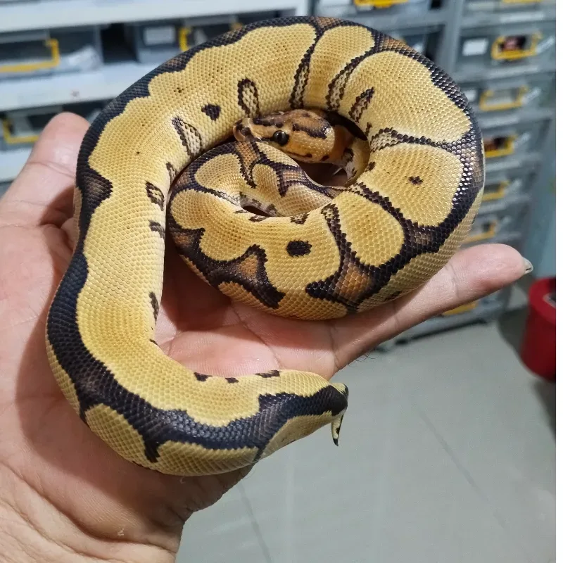 Enchi Gravel Clown