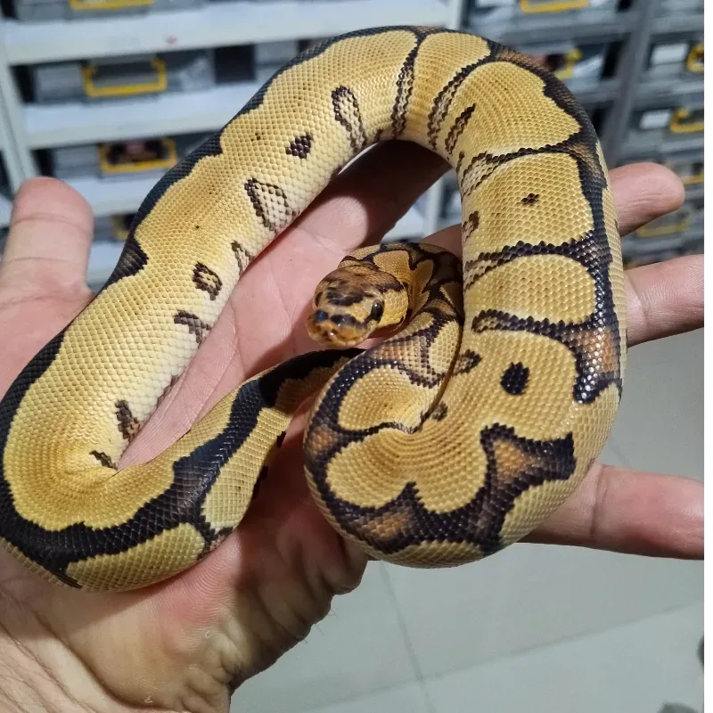 Enchi Gravel Clown