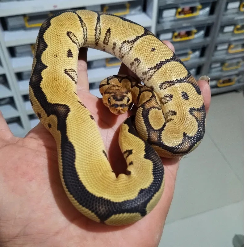 Enchi Gravel Clown