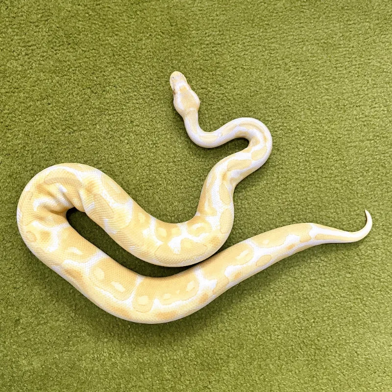 Albino 3