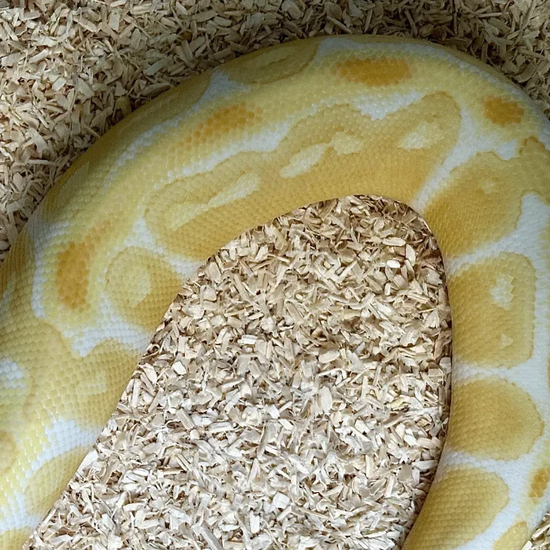Albino 4