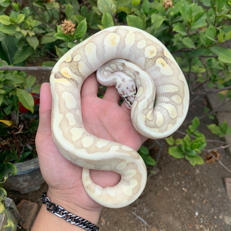 Firefly GHI Butter spotnose enchi paradox