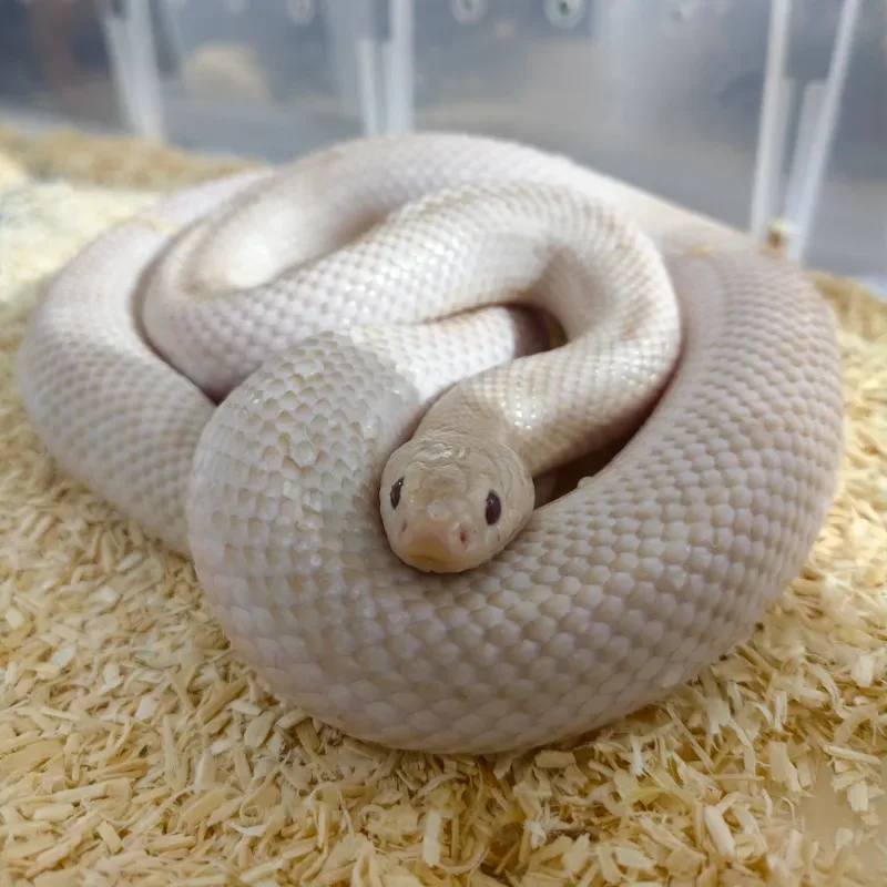 Kingsnake Magenta 2