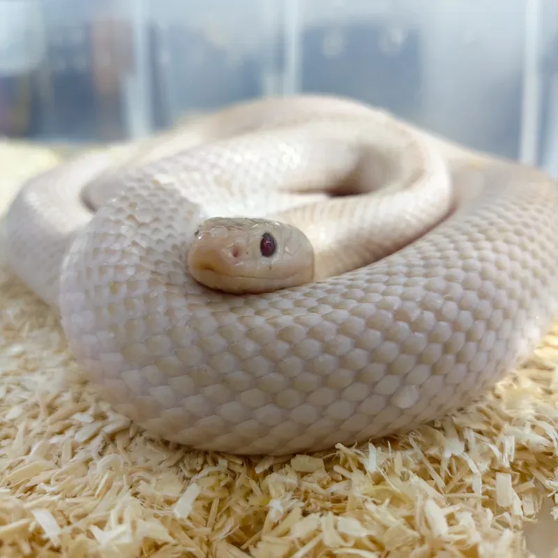 Kingsnake Magenta 3