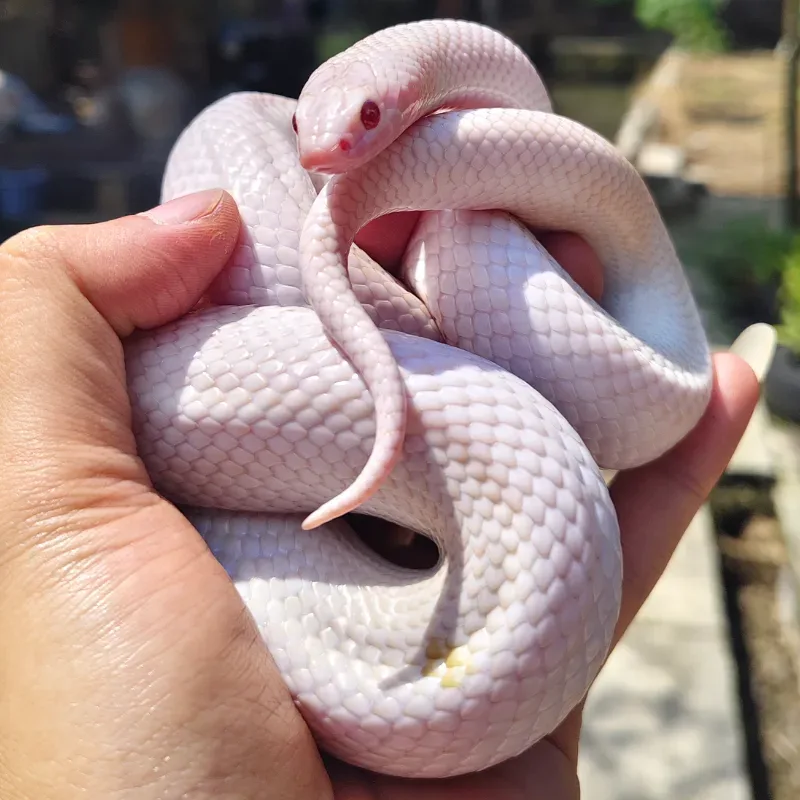 Kingsnake Magenta
