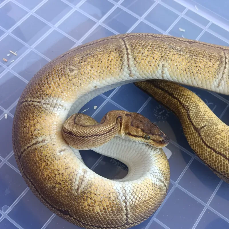 Pinstripe Het Clown