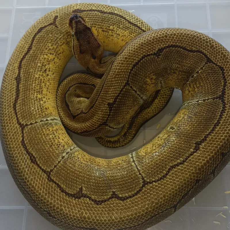 Pinstripe Het Clown