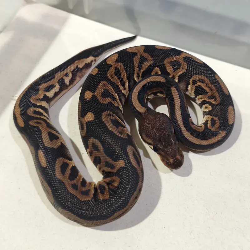 Barnhart Black Pastel Leopard Het Clown Het Hypo Pos Het Desert Ghost