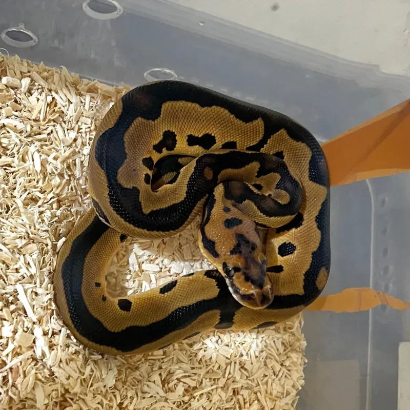 Leopard Clown