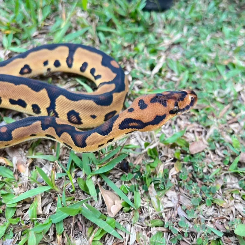 Leopard Clown