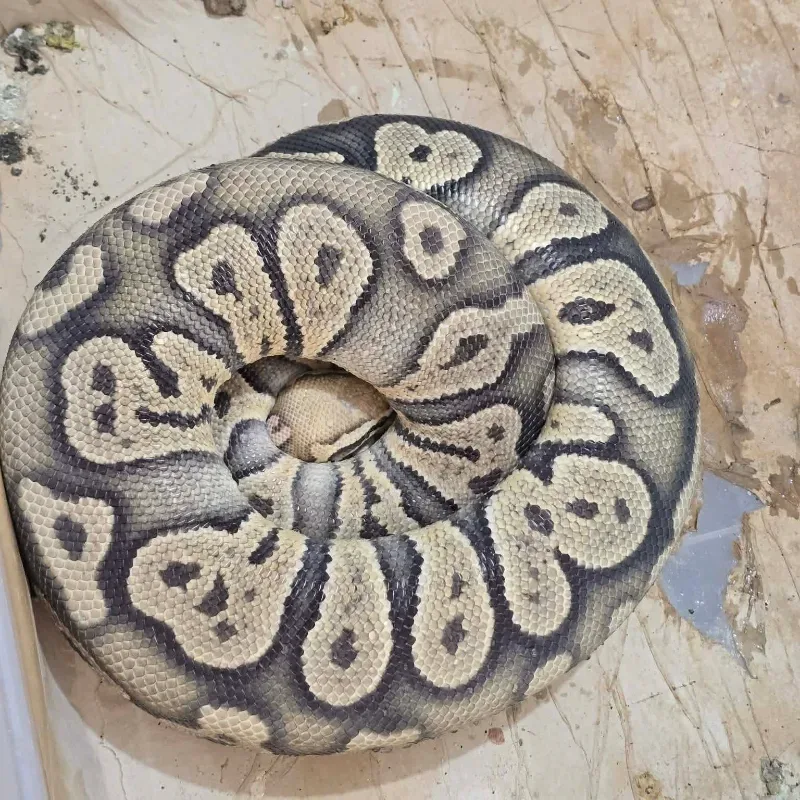Pastel Mojave Chocolate Hypo Het Desert Ghost