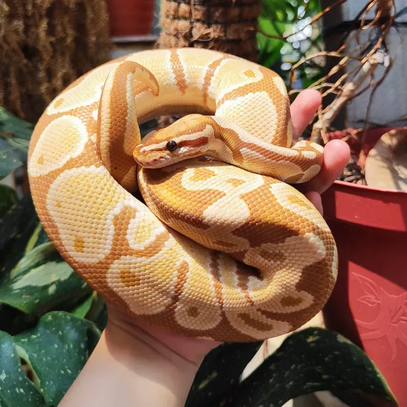 ULTRAMEL Het Hypo