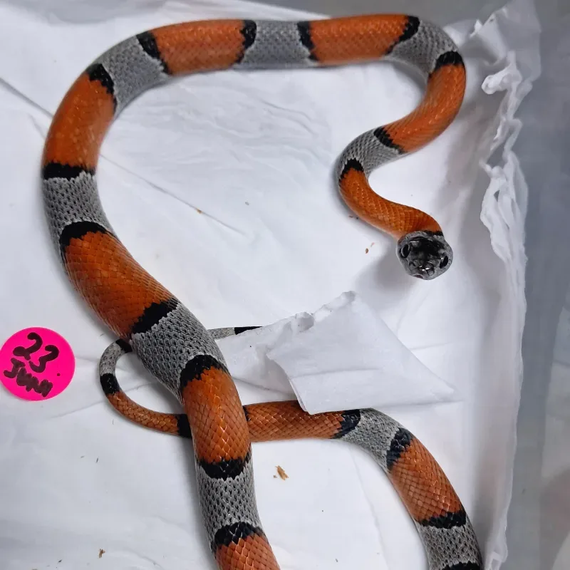 Mountain ks L. Alterna Blairie