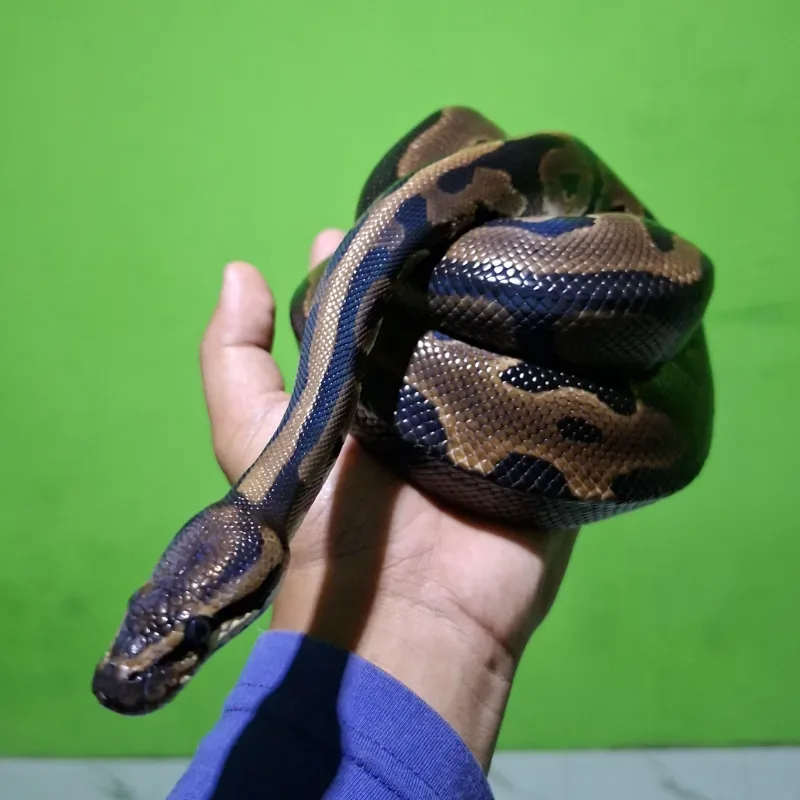 BP NORMAL