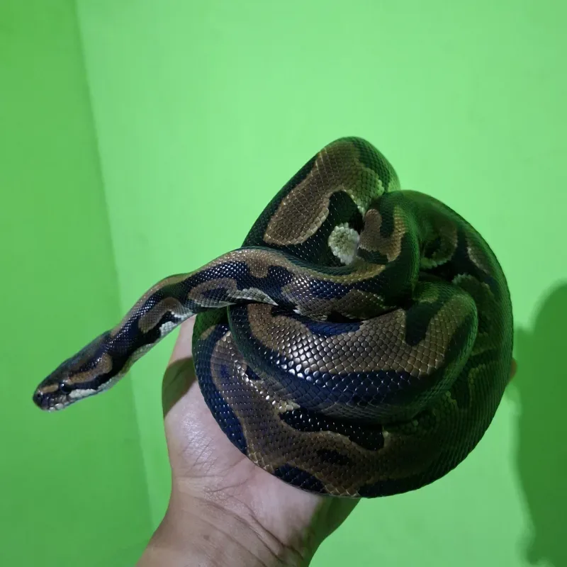 BP NORMAL