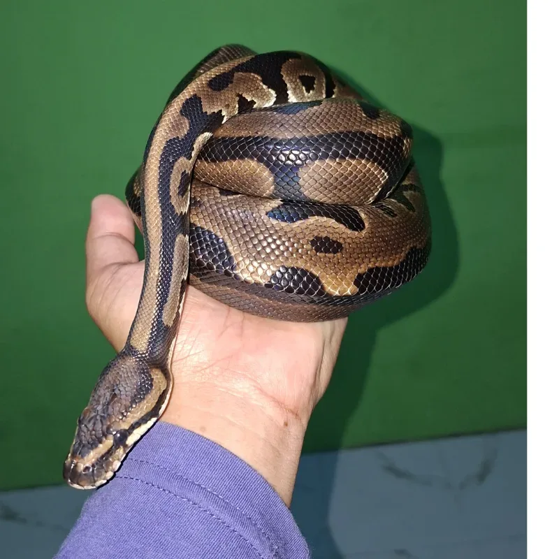 BP NORMAL