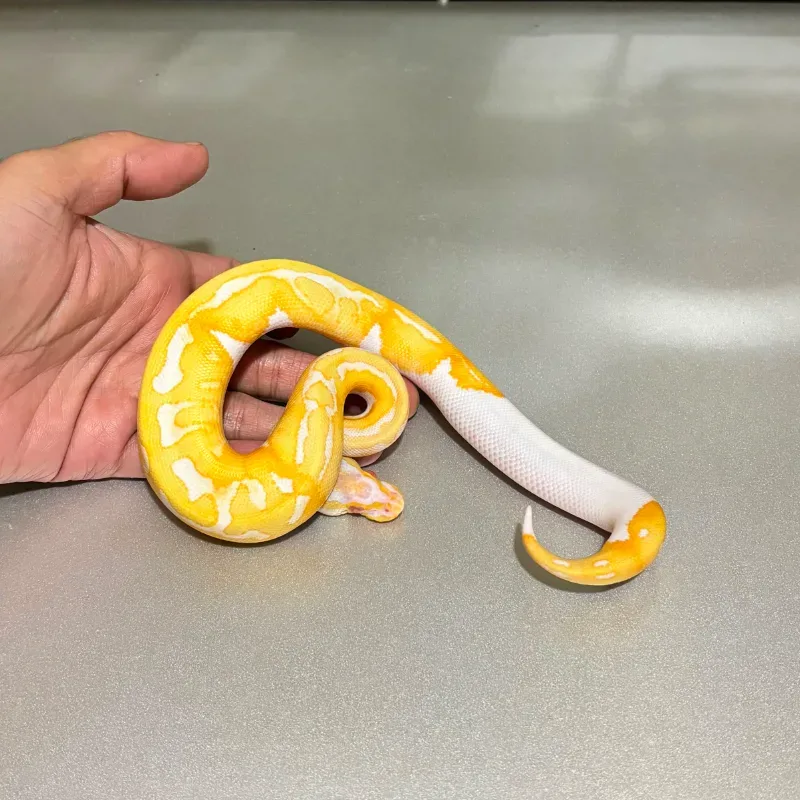 Enchi Pastel (Yellowbelly) Albino Pied 3