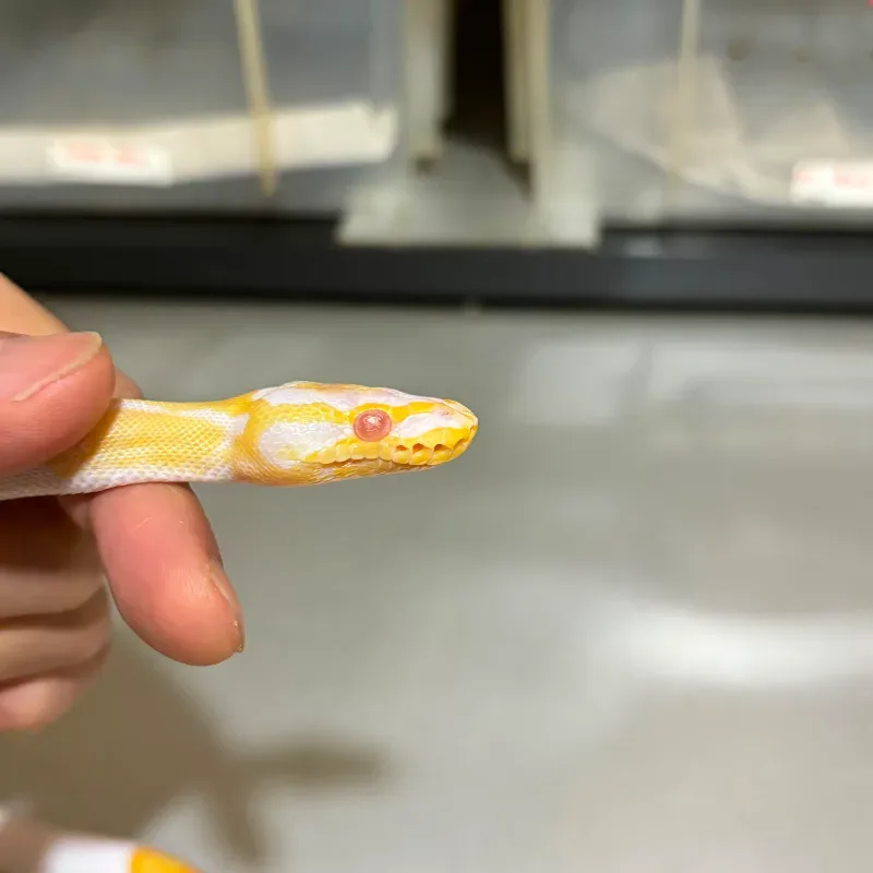Enchi Pastel (Yellowbelly) Albino Pied 5