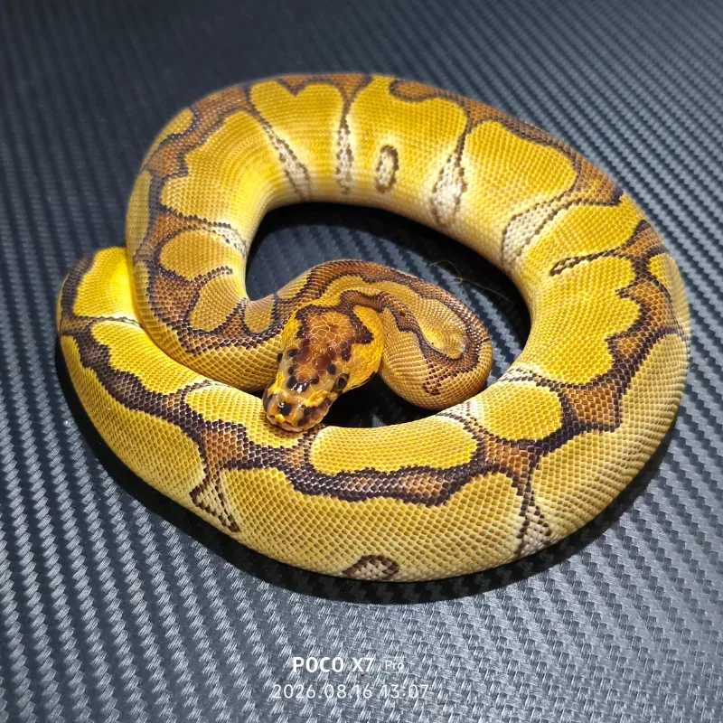 Enchi clown het DG