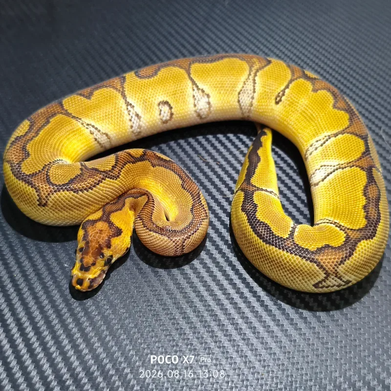 Enchi clown het DG