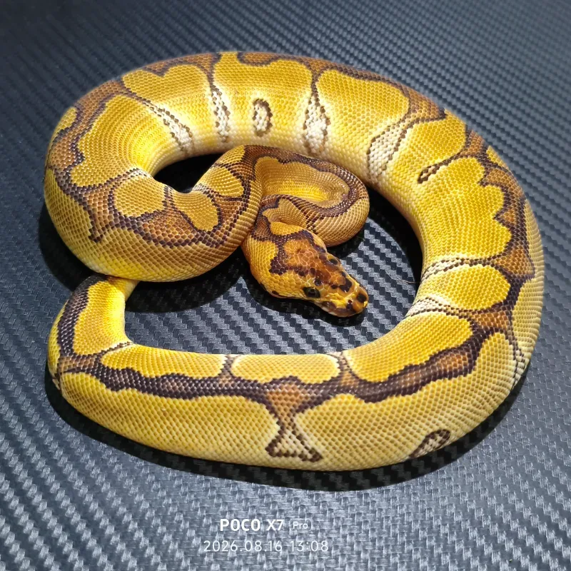 Enchi clown het DG