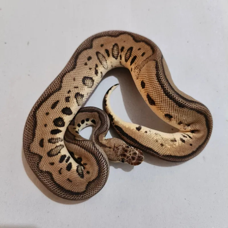 Leopard Pastel Clown