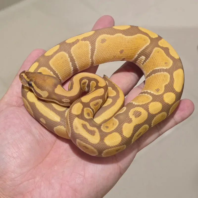 Orange Dream Ultramel Het Pied