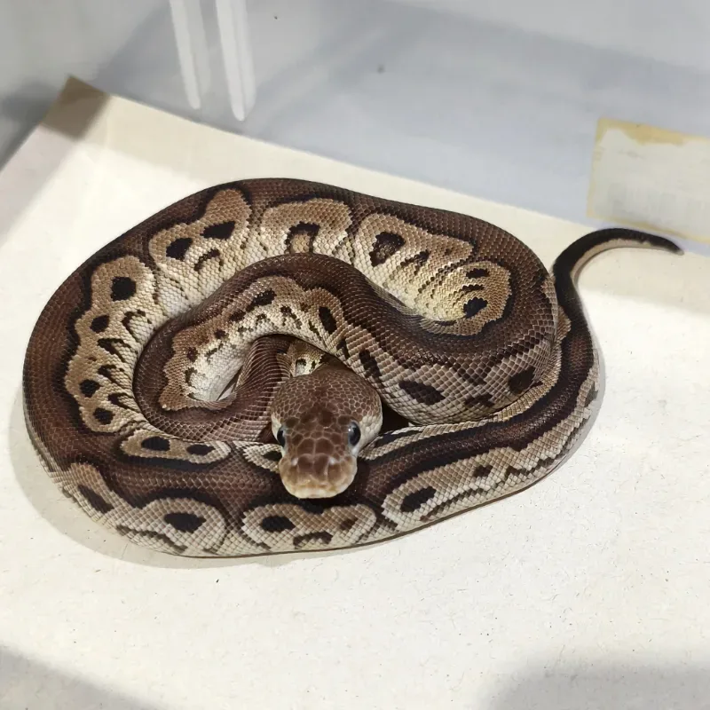 Black Pastel (Red Stripe) Clown Het Desert Ghost