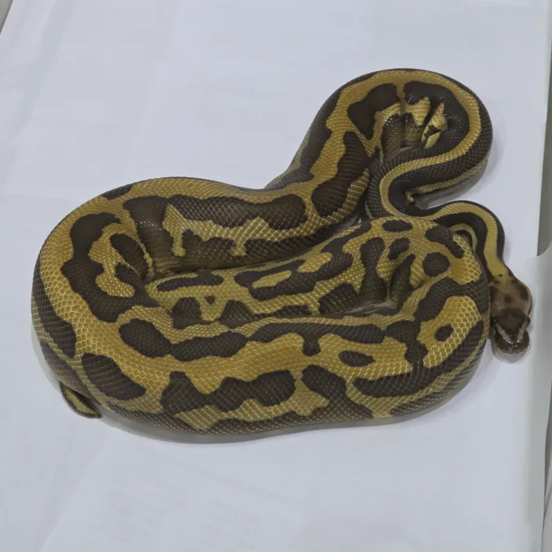 Confusion Leopard Fire Lesser PH Clown 2