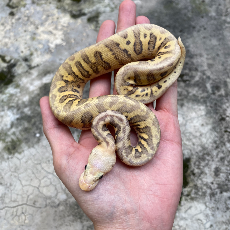 Ball Python