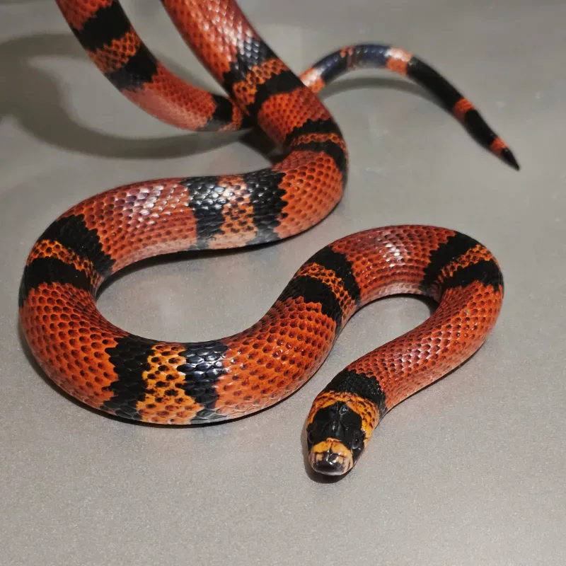 Tangerine Het Hypo