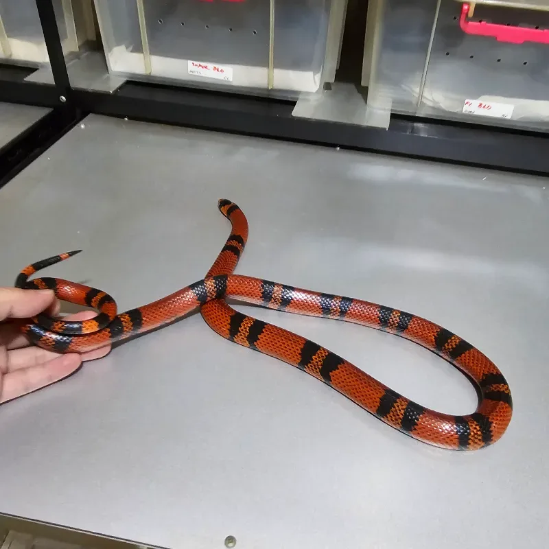 Tangerine Het Hypo 2