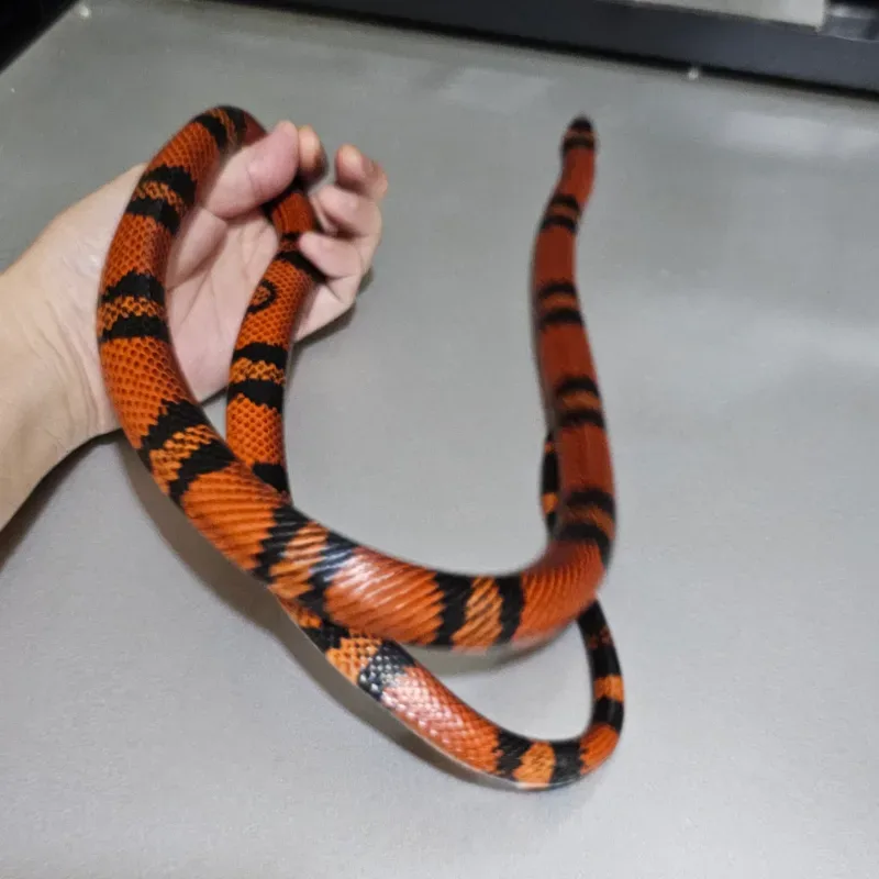 Tangerine Het Hypo 3