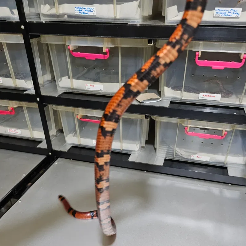 Tangerine Het Hypo 4