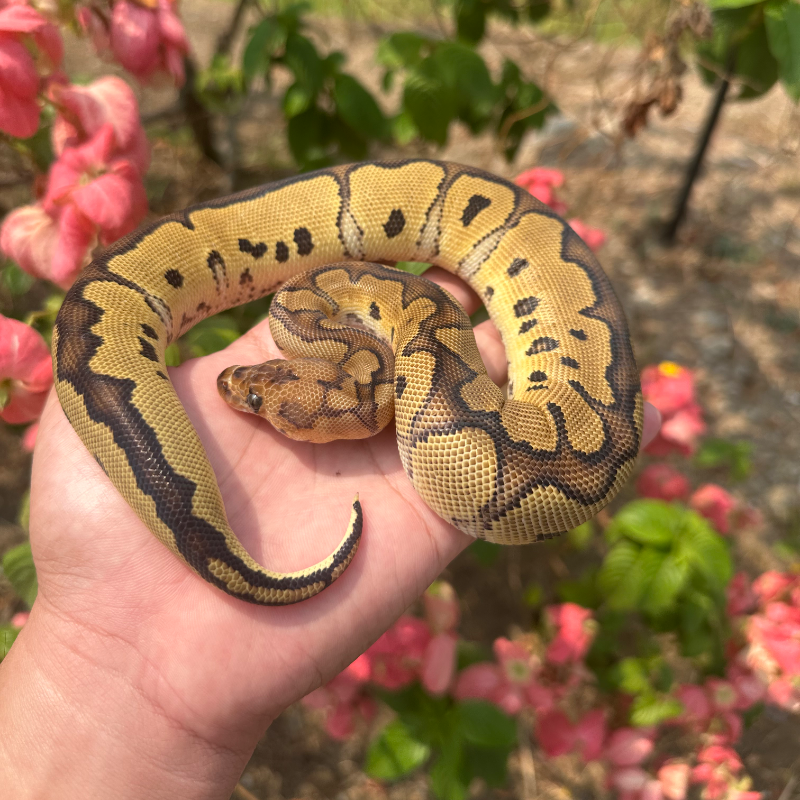 Red Stripe Clown Het DG