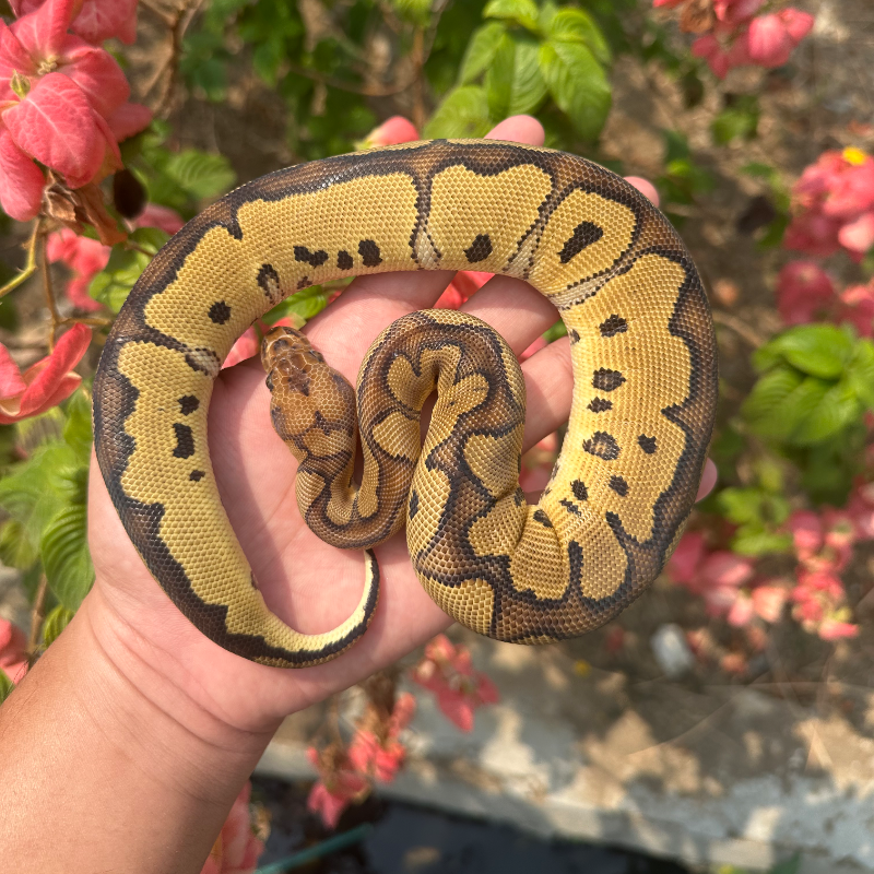 Red Stripe Clown Het DG