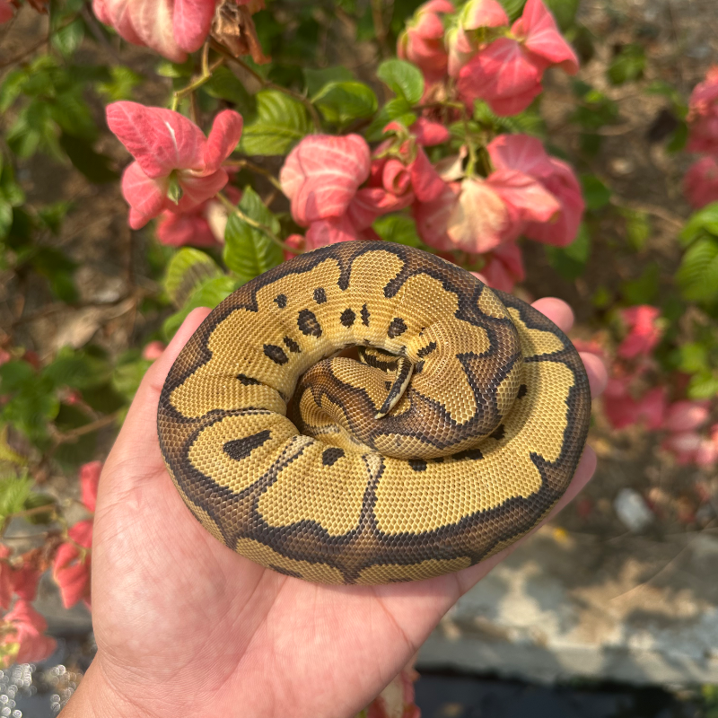 Red Stripe Clown Het DG