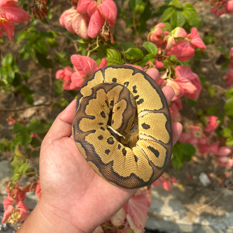 Red Stripe Clown Het DG