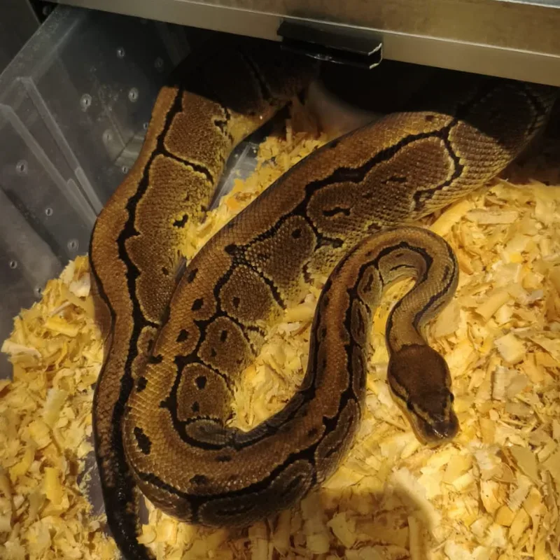 Pinstripe Het Clown