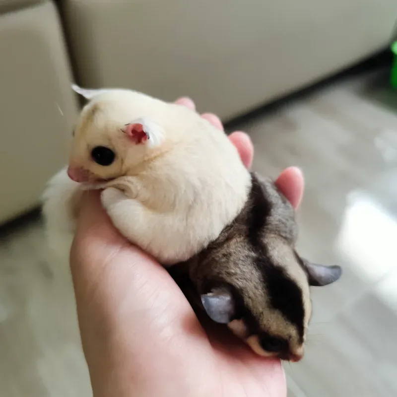 Sugar Glider