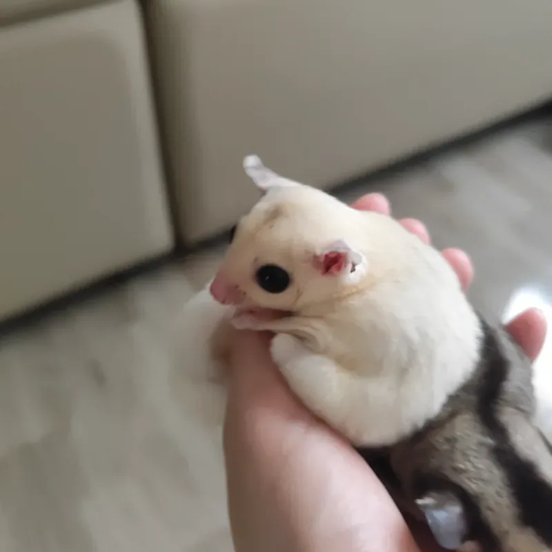 Sugar Glider