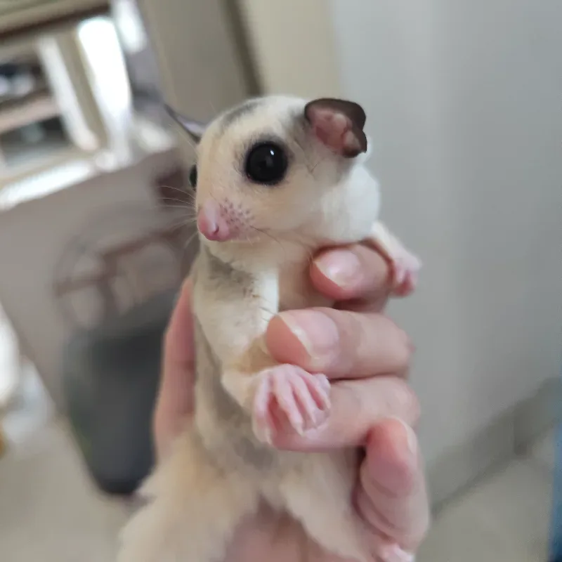 Sugar Glider