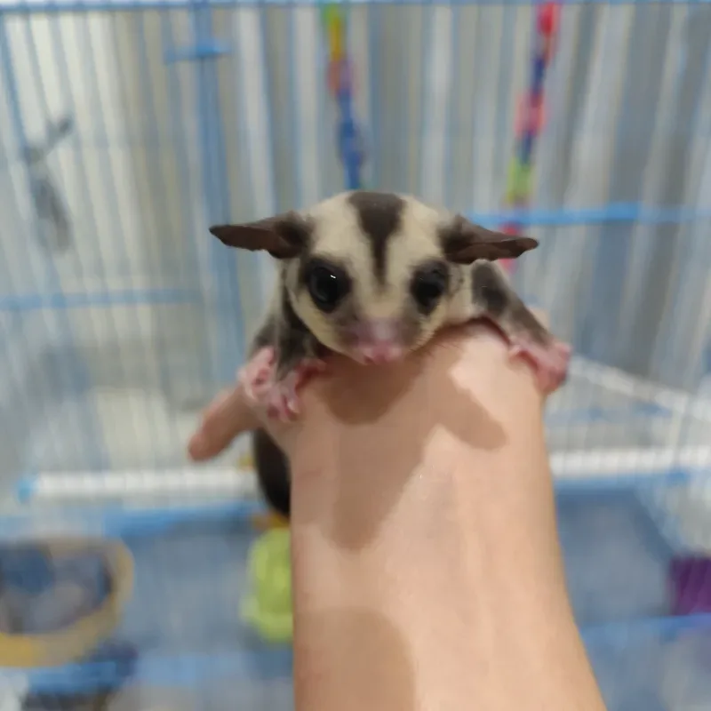 Sugar Glider