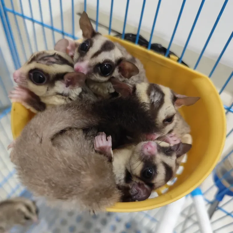 Sugar Glider