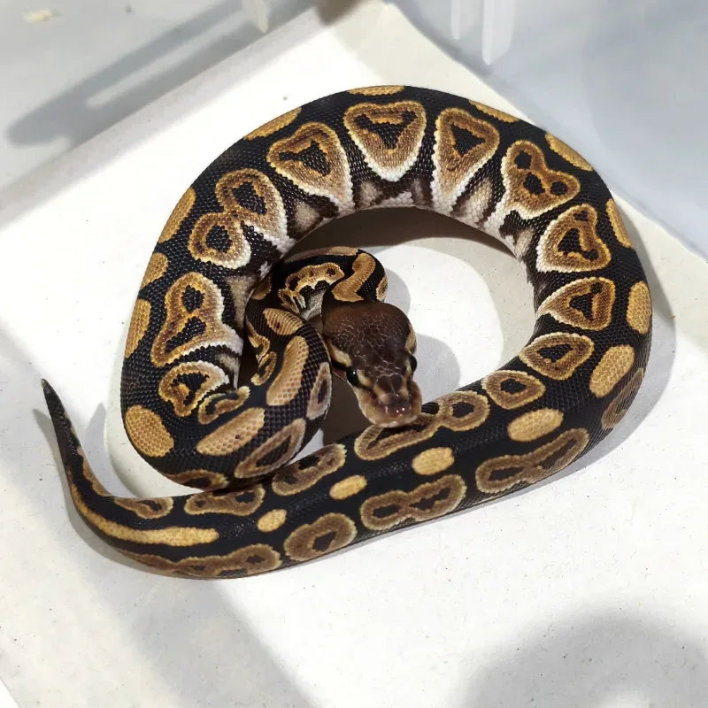 Black Pastel Het Puzzle Pos Het Hypo