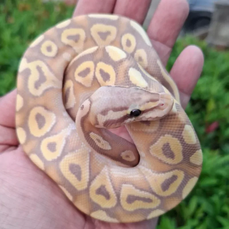 Banana Mojave Het Lavender Albino Het Pied