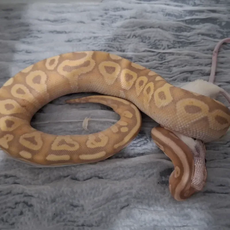 Banana Mojave Het Lavender Albino Het Pied