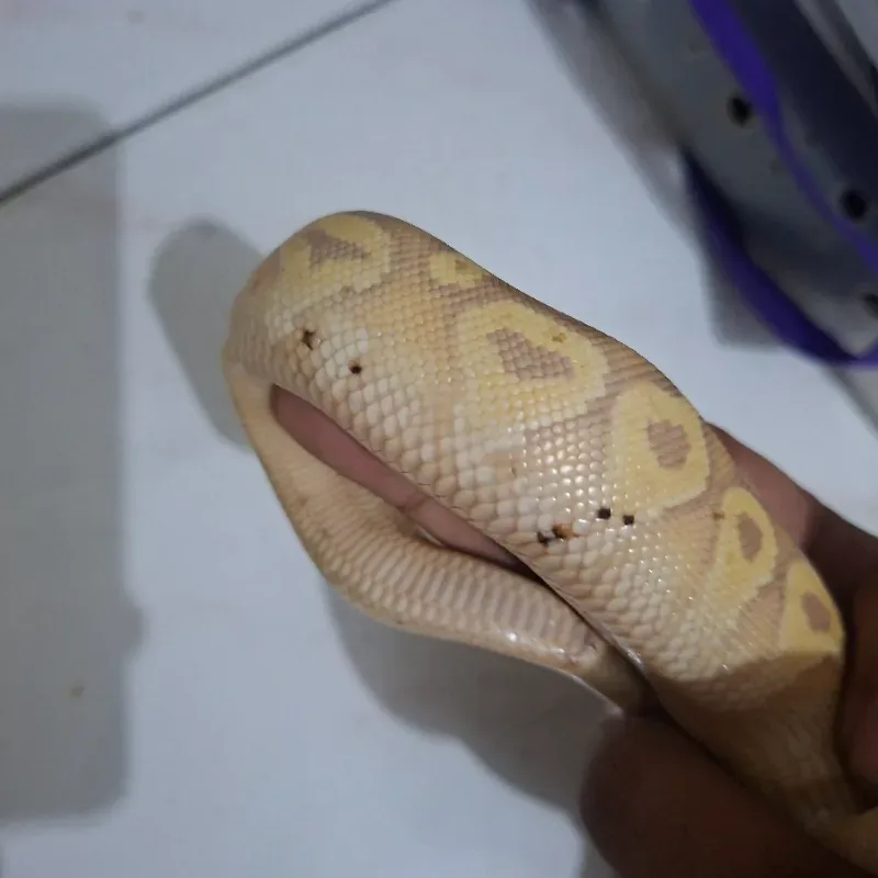 Banana Mojave Het Lavender Albino Het Pied