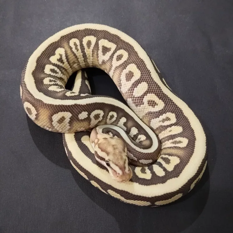 GHI Spotnose Desert Ghost Het Clown 50% Het Hypo
