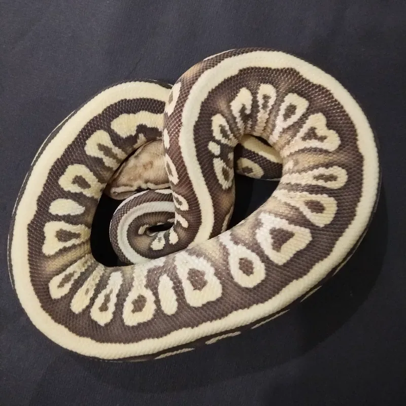 GHI Spotnose Desert Ghost Het Clown 50% Het Hypo